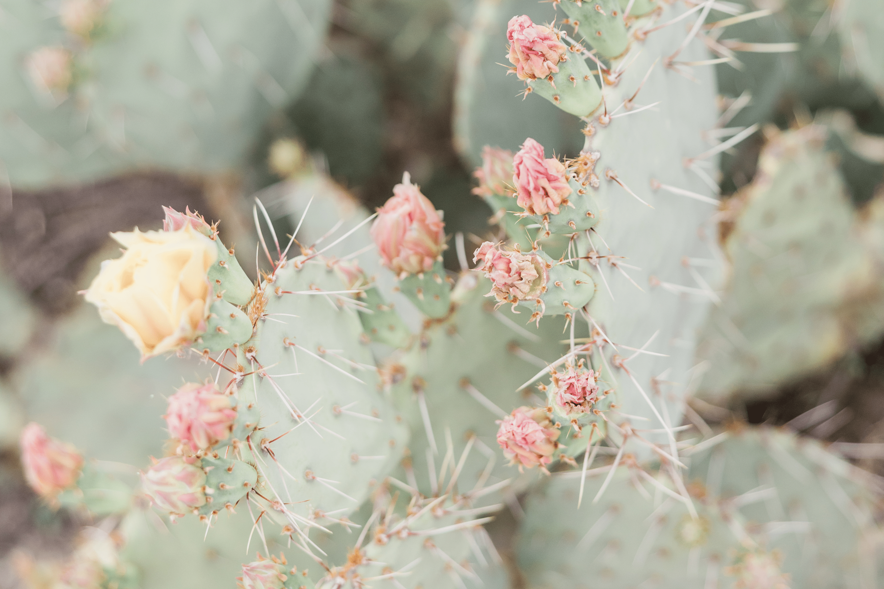 4.png__PID:a713705e-8e2e-4094-b500-6185fc8607e9