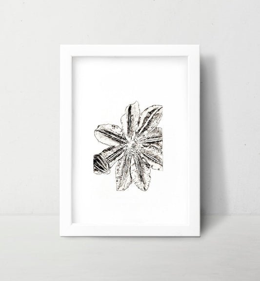 Lily Wall Art Print Black and White Botanical Medieval Art - Starry Skies Austin